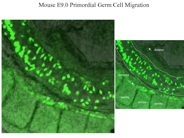 Mouse E9.0 Primordial Germ Cell Migration