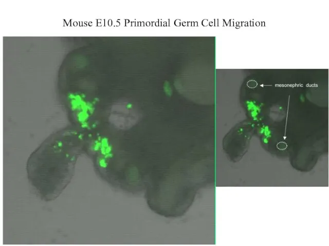 MMMouse E10.5 Primordial Germ Cell Migration