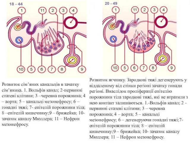 Розвиток сім’яних канальців в зачатку сім’яника. 1. Вольфів канал; 2-первинні статеві