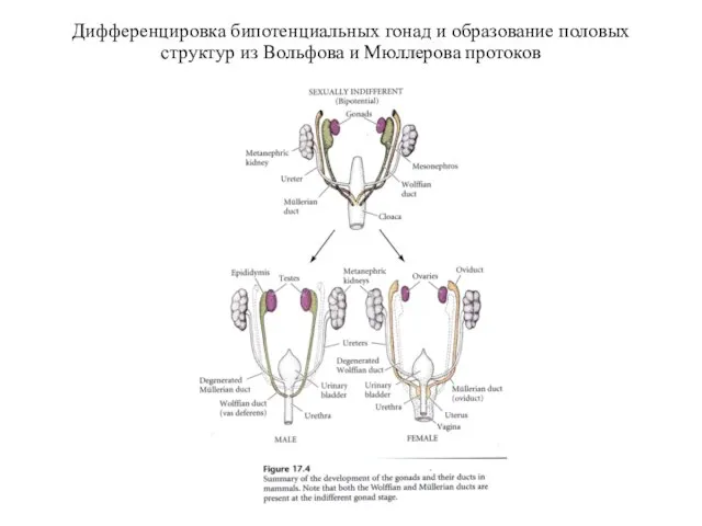 Дифференцировка бипотенциальных гонад и образование половых структур из Вольфова и Мюллерова протоков