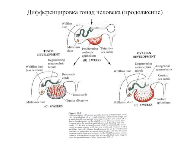 Дифференцировка гонад человека (продолжение)