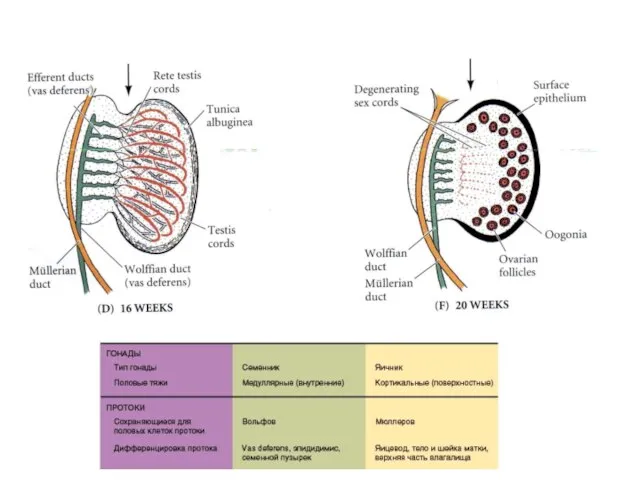 Дифференцировка гонад человека (окончание)