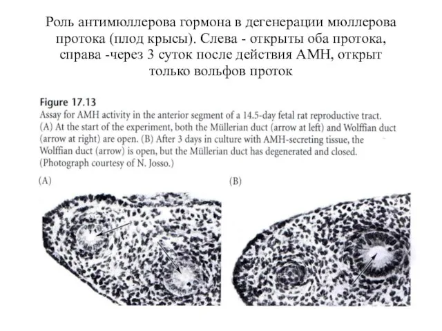 Роль антимюллерова гормона в дегенерации мюллерова протока (плод крысы). Слева -