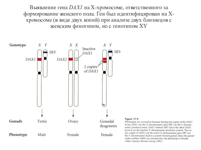 Выявление гена DAX1 на X-хромосоме, ответственного за формирование женского пола. Ген