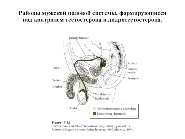 Районы мужской половой системы, формирующиеся под контролем тестостерона и дидротестостерона.