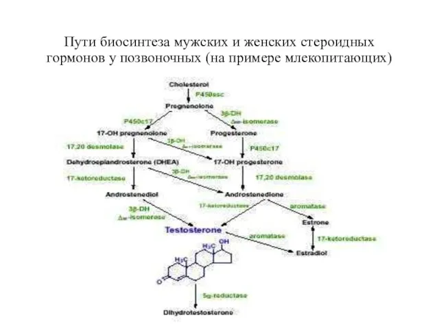 Пути биосинтеза мужских и женских стероидных гормонов у позвоночных (на примере млекопитающих)