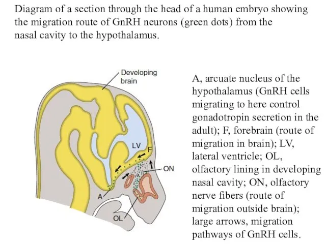 A, arcuate nucleus of the hypothalamus (GnRH cells migrating to here