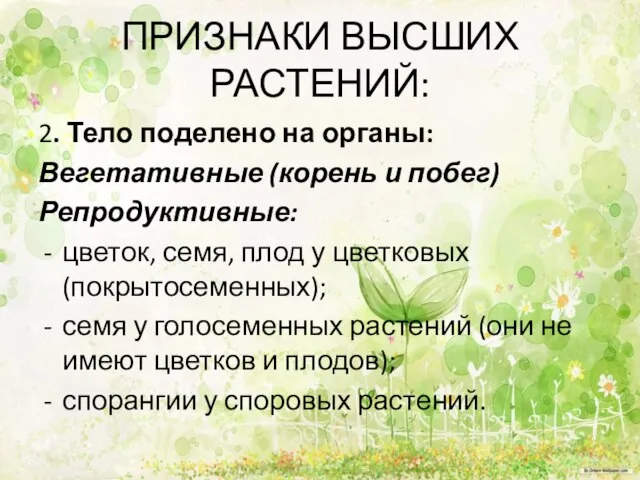 ПРИЗНАКИ ВЫСШИХ РАСТЕНИЙ: 2. Тело поделено на органы: Вегетативные (корень и