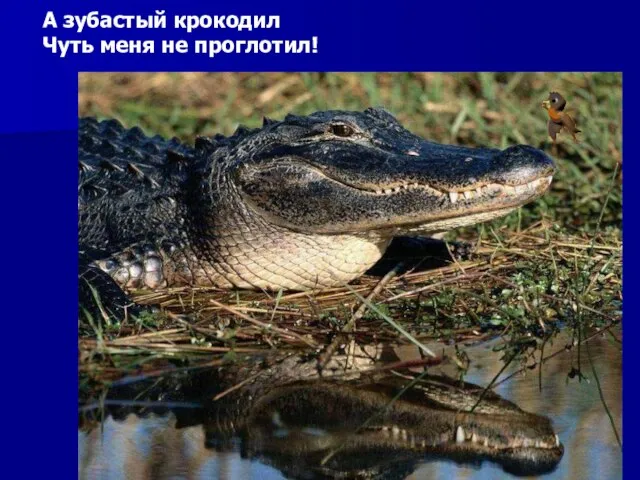 А зубастый крокодил Чуть меня не проглотил! А зубастый крокодил чуть меня не проглотил!