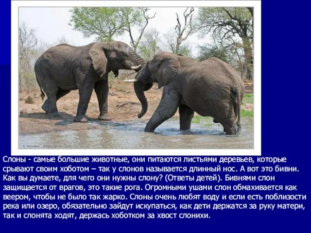 Африканский слон Слоны - самые большие животные, они питаются листьями деревьев,