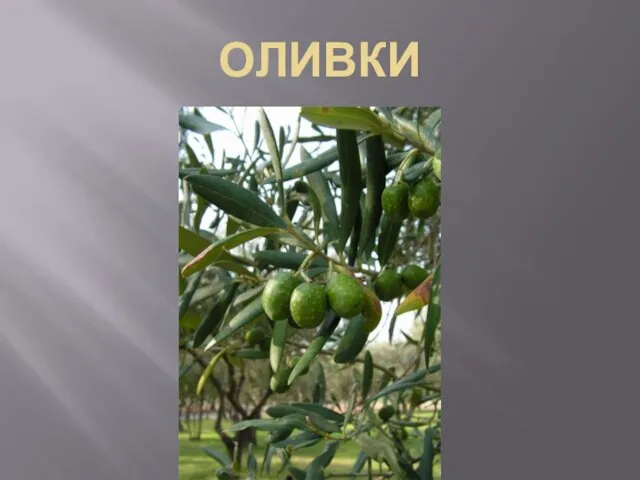 ОЛИВКИ