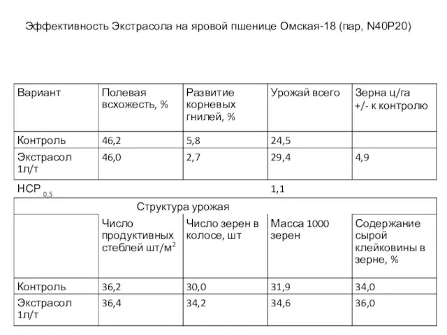 Эффективность Экстрасола на яровой пшенице Омская-18 (пар, N40P20) Эффективность Экстрасола на яровой пшенице Омская-18 (пар, N40P20)