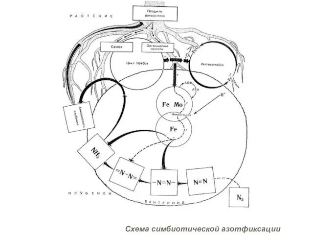 Схема симбиотической азотфиксации