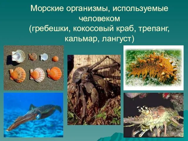 Морские организмы, используемые человеком (гребешки, кокосовый краб, трепанг, кальмар, лангуст)