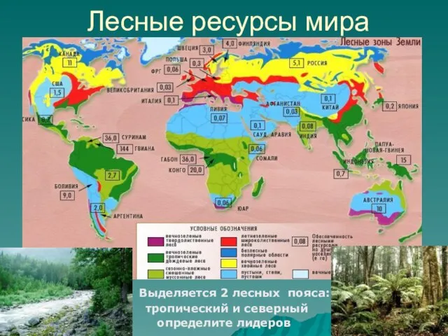 Лесные ресурсы мира Выделяется 2 лесных пояса: тропический и северный определите лидеров