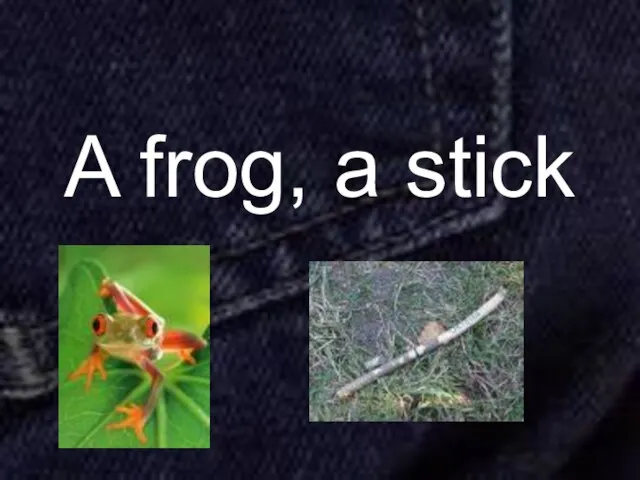 A frog, a stick