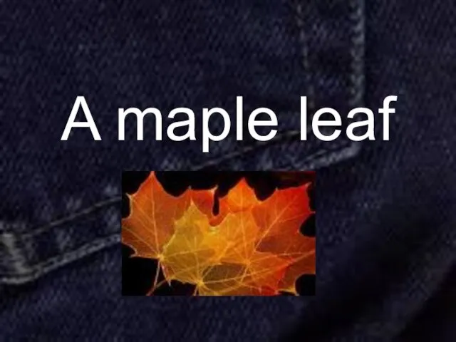 A maple leaf