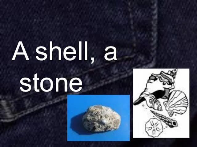 A shell, a stone