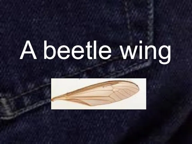 A beetle wing