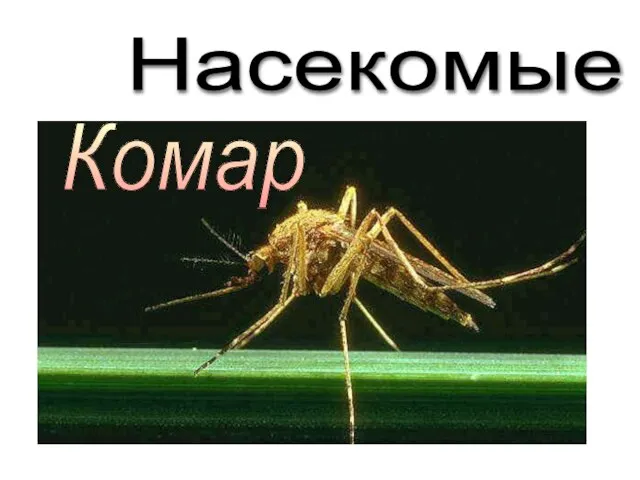 Насекомые Комар