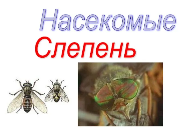 Слепень Насекомые