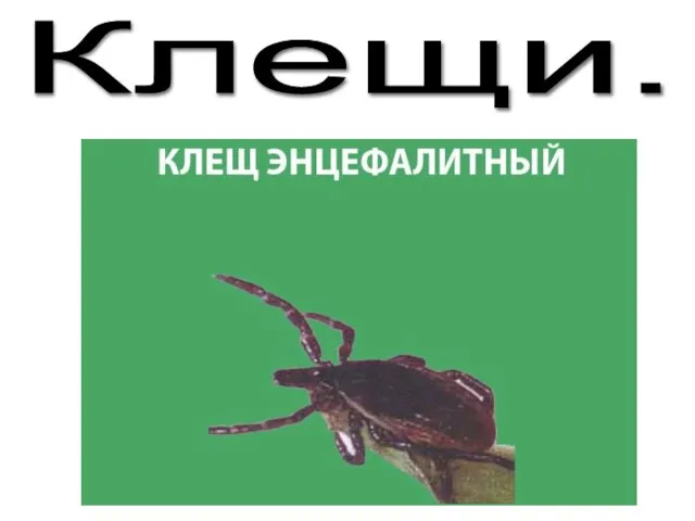 Клещи.