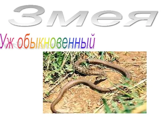 Змея Уж обыкновенный