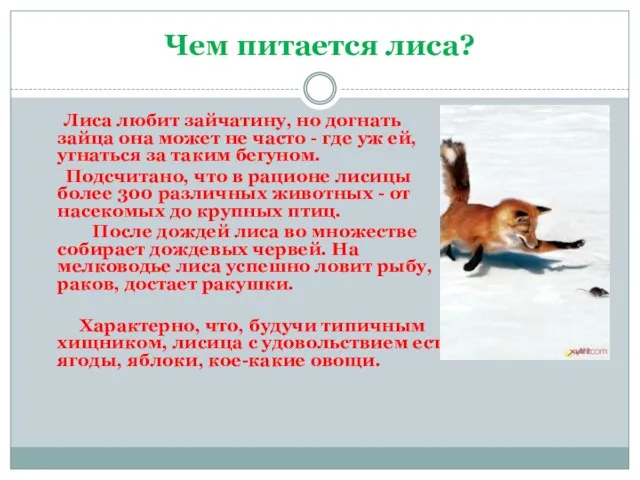 Чем питается лиса? Лиса любит зайчатину, но догнать зайца она может