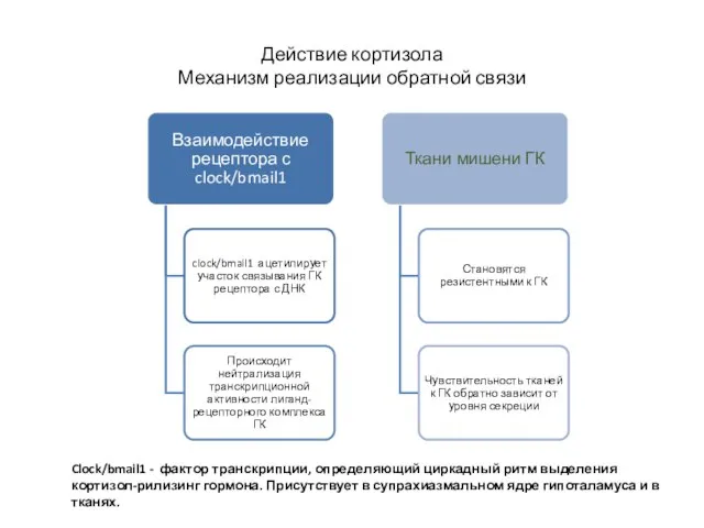 Действие кортизола Механизм реализации обратной связи Clock/bmail1 - фактор транскрипции, определяющий