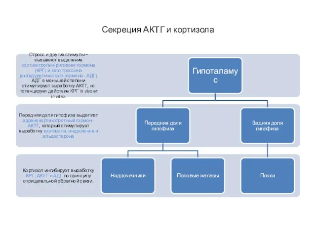 Секреция АКТГ и кортизола