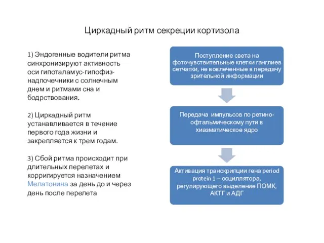 Циркадный ритм секреции кортизола 1) Эндогенные водители ритма синхронизируют активность оси