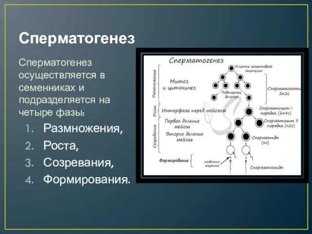 Сперматогенез Сперматогенез осуществляется в семенниках и подразделяется на четыре фазы: Размножения, Роста, Созревания, Формирования.