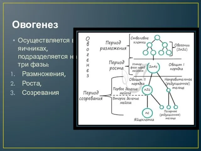 Овогенез Осуществляется в яичниках, подразделяется на три фазы: Размножения, Роста, Созревания