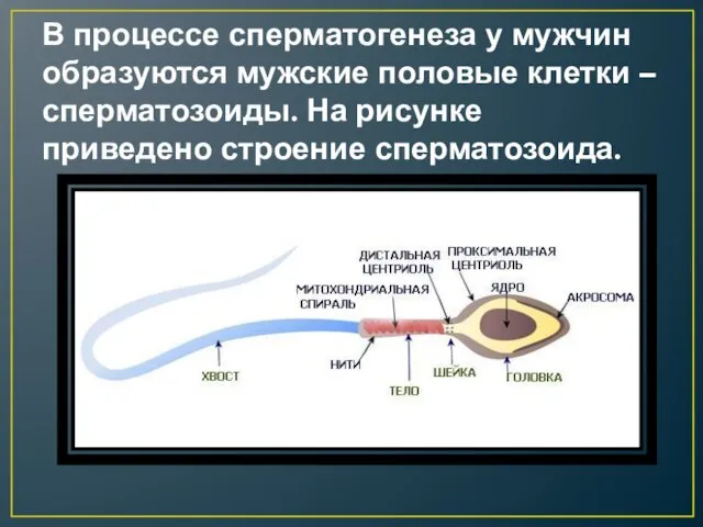 В процессе сперматогенеза у мужчин образуются мужские половые клетки – сперматозоиды. На рисунке приведено строение сперматозоида.