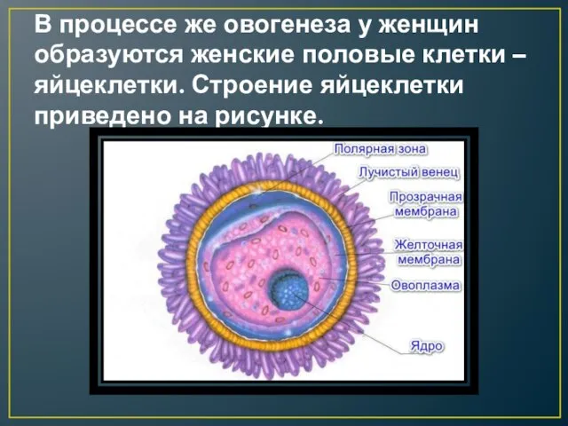 В процессе же овогенеза у женщин образуются женские половые клетки –