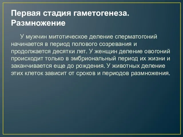 Первая стадия гаметогенеза. Размножение У мужчин митотическое деление сперматогоний начинается в