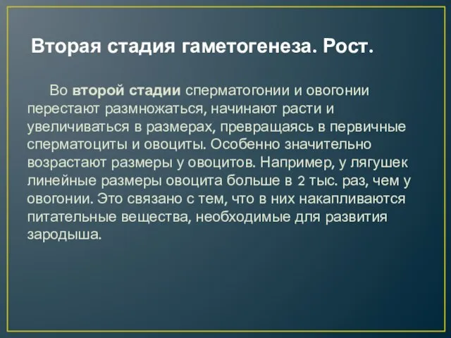 Вторая стадия гаметогенеза. Рост. Во второй стадии сперматогонии и овогонии перестают