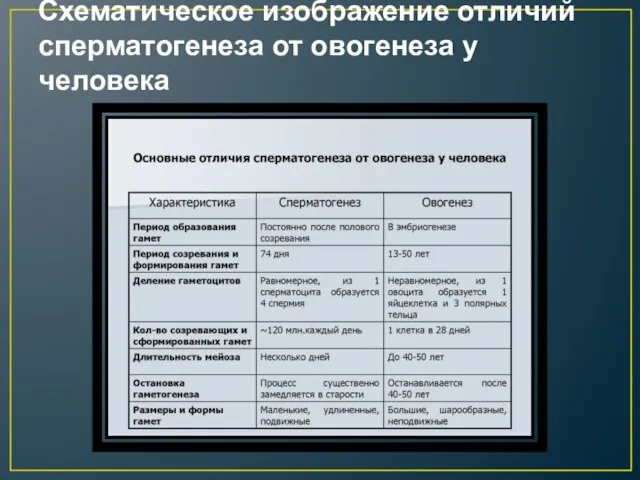 Схематическое изображение отличий сперматогенеза от овогенеза у человека