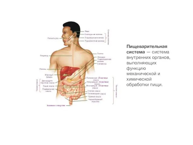 Пищеварительная система — система внутренних органов, выполняющих функцию механической и химической обработки пищи.