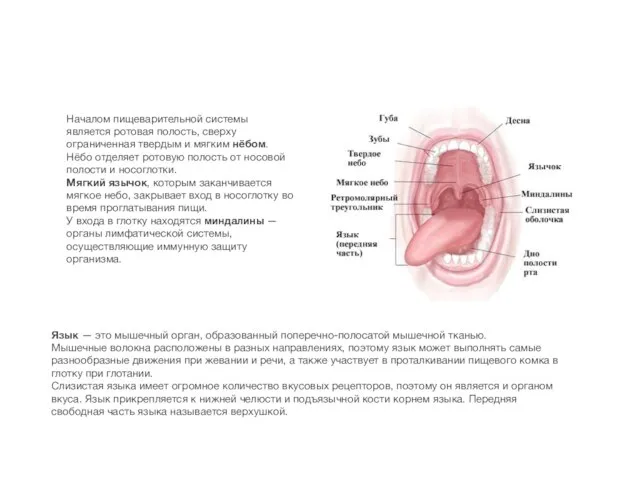 Началом пищеварительной системы является ротовая полость, сверху ограниченная твердым и мягким