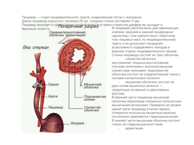 Пищевод — отдел пищеварительного тракта, соединяющий глотку с желудком. Длина пищевода