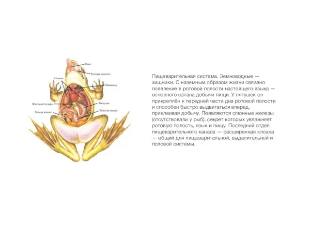 Пищеварительная система. Земноводные — хищники. С наземным образом жизни связано появление