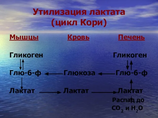 Утилизация лактата (цикл Кори) Мышцы Кровь Печень Гликоген Гликоген Глю-6-ф Глюкоза