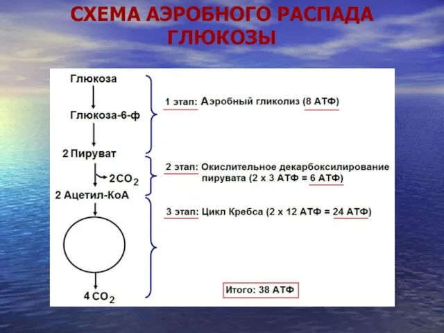 СХЕМА АЭРОБНОГО РАСПАДА ГЛЮКОЗЫ