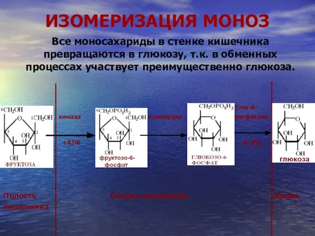 ИЗОМЕРИЗАЦИЯ МОНОЗ Все моносахариды в стенке кишечника превращаются в глюкозу, т.к.