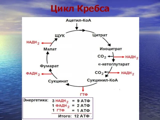 Цикл Кребса