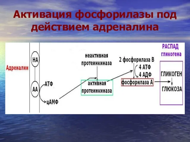 Активация фосфорилазы под действием адреналина