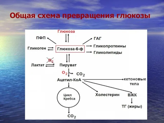 Общая схема превращения глюкозы