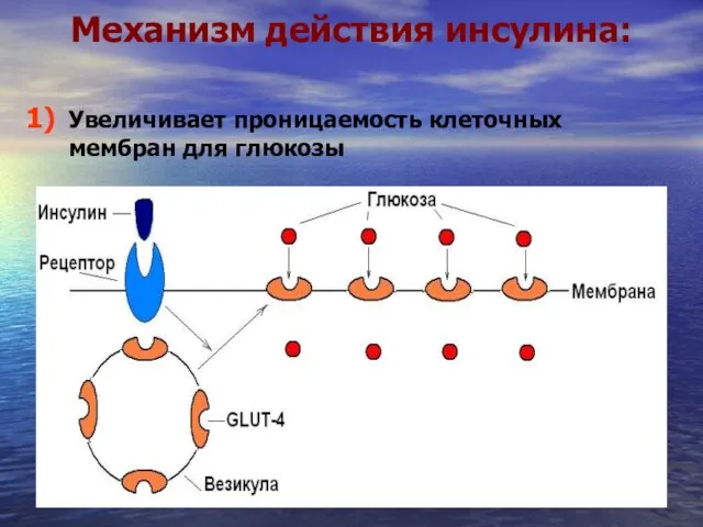 Механизм действия инсулина: Увеличивает проницаемость клеточных мембран для глюкозы