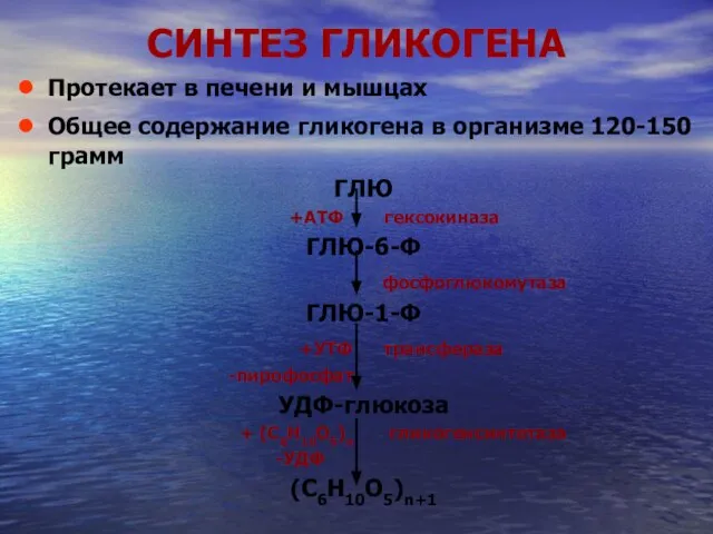 СИНТЕЗ ГЛИКОГЕНА Протекает в печени и мышцах Общее содержание гликогена в